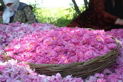 پیش بینی برداشت بیش از ۳۰۰ تن گل محمدی از گلستان های رزن