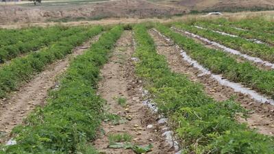 تولید محصولات کشاورزی خراسان رضوی در دولت سیزدهم ۲۳ درصد رشد کرده است