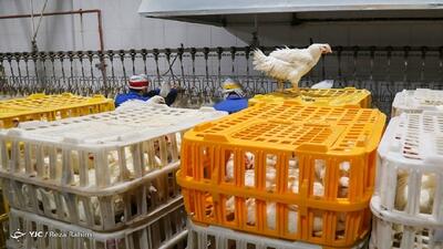صادرات مرغ و مشتقات آن به ۳ هزار و ۹۵۰ تن رسید
