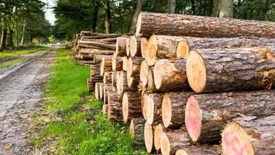 ۱۳ میلیون متر مکعب چوب در قالب زراعت چوب تامین می‌شود