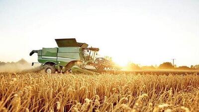 ۸۵ هزار تُن خرید گندم در استان سمنان برآورد می‌شود