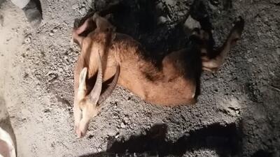 دستگیری ۱۱ شکارچی غیرمجاز در مازندران