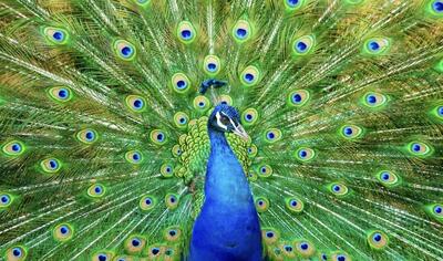 تصاویری از لانه زیبای دو طاووس همراه با جوجه‌هایشان (فیلم)