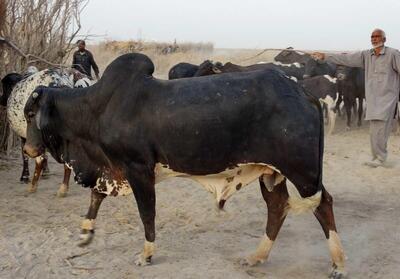 «گاو سیستانی»؛ گاو گوژپشت ۵۰۰۰ ساله که بزرگترین گاو «گوشتی» ایران است! (+عکس)