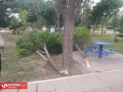 شکسته شدن ۱۸ اصله درخت در پی طوفان دیروز شهرقدس 