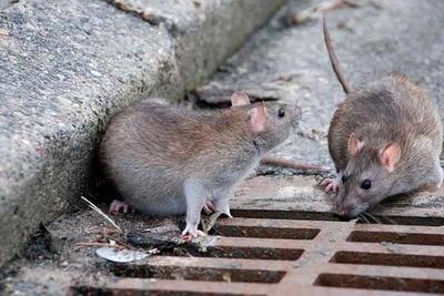 ببینید/ زندگی سخت مردم غرب تهران با موش های ۳ کیلویی
