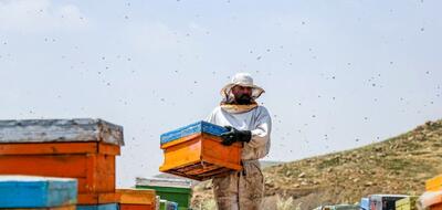 (تصاویر) پرورش زنبور عسل از نمای نزدیک