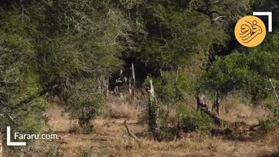 (ویدئو) گورخر با سرعت حیرت‌انگیز از دست شیر فرار کرد