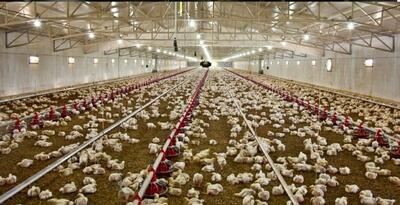 رشد ۳۶ درصد ظرفیت تولید گوشت مرغ در سیستان‌وبلوچستان