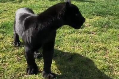 تولد نخستین جگوار سیاه ایرانی در باغ‌وحش صفادشت