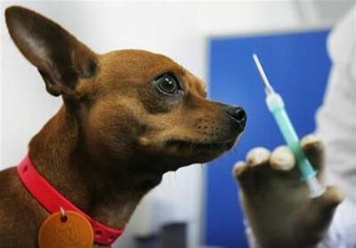 ۲۱ هزار سگ صاحبدار در کرمانشاه علیه هاری واکسینه می‌شوند