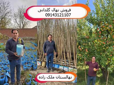 فروش نهال گلدانی میوه، بادام و گردو در یکی از بزرگترین نهالستان‌های ایران