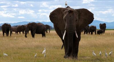 فیل‌ها ممکن است یکدیگر را به نام صدا کنند