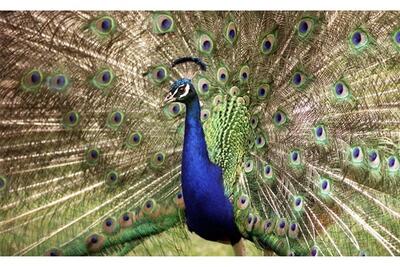 ببینید | تصاویری از لانه زیبای دو طاووس همراه با جوجه‌هایشان
