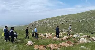 کاری که رعد و برق با ۷۹ گوسفند کرد/ آخرین وضعیت سلامتی این دو چوپان