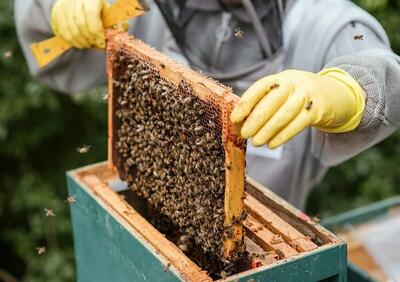 زنبورداری شغلی شیرین بارنجی تلخ/۵۰۰گونه گیاهی بیجارعامل کیفیت عسل