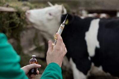 پوشش واکسیناسیون رایگان ۷ هزار گاو و گوساله علیه بیماری سیاه‌زخم