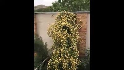 نمایی از حیاط با صفای خانه سحر ولدبیگی با گلهای زیبای « آبشار طلا » که روح آدمی را نوازش میدهد+ ویدیو