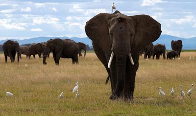 یک مطالعه: فیل‌ها ممکن است یکدیگر را به نام صدا کنند | خبرگزاری بین المللی شفقنا