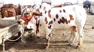 گاوهای غول قیمت؛ فستیوال گاو و گوساله های لاکچری پاکستان که انگاری جشنواره کن