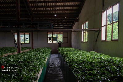 ۵۰۰ میلیارد تومان چای بهاره در شمال کشور خریداری شد