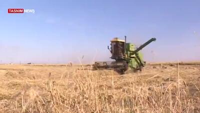 خرید 53 هزار تن گندم در مازندران - تسنیم