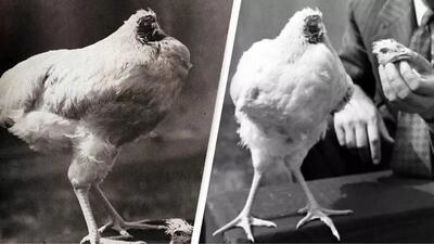 شگفتی دنیا؛ مرغی که 18 ماه بدون سرش زندگی کرد!