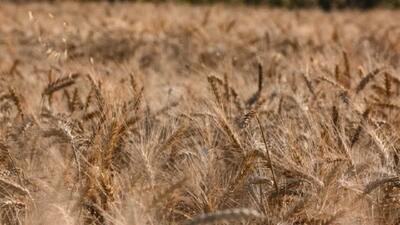 ۴۷ هزار هکتار مزارع گندم در لرستان آبی هستند