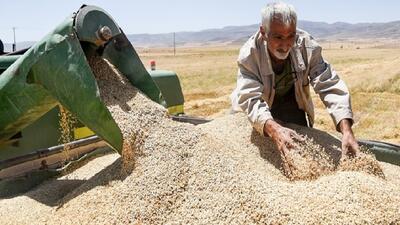 خرید تضمینی گندم در تایباد خراسان رضوی به ۲۲ هزار و ۵۰۰ تن رسید