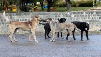 حضور سگ‌های ولگرد هنگام بازی کودکان در یکی از پارک‌های خرمشهر + فیلم