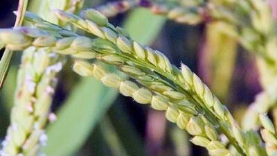 ظهور نخستین خوشه‌های برنج در شالیزار‌های محمودآباد