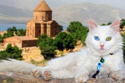 «گربه وان»؛ عجیب‌ترین و زیباترین گربه جهان که فقط در شهر وان ترکیه وجود دارد!