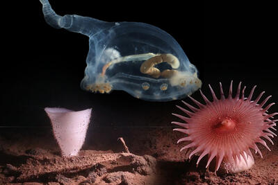 گونه‌های بیگانه برای اولین‌بار در تاریک‌ترین اعماق اقیانوس مشاهده شدند - زومیت