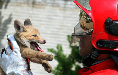 اتفاق عجیب برای روباه نگون‌بخت در خانه‌ای در جنوب تهران