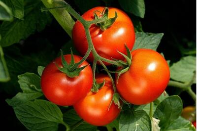افزایش باردهی گوجه فرنگی با چند اقدام ساده