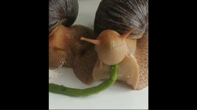 لحظه بی‌نظیر غذا خوردن دو حلزون از نمای نزدیک (فیلم)