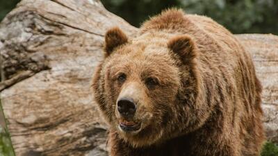 خرس‌های پارک ملی کیاسر (فیلم)