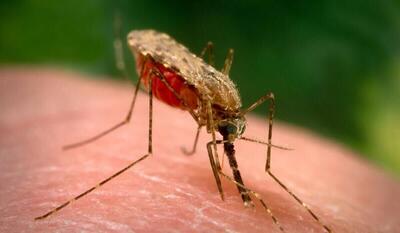 ثبت یک مورد ابتلا به مالاریا در نیشابور