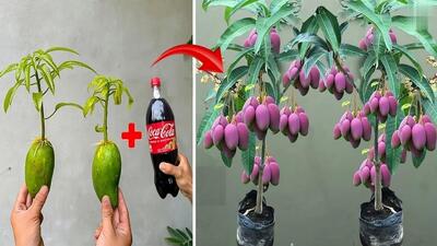 یک روش ساده برای پرورش درخت انبه با میوه انبه و نوشابه کوکاکولا (فیلم)
