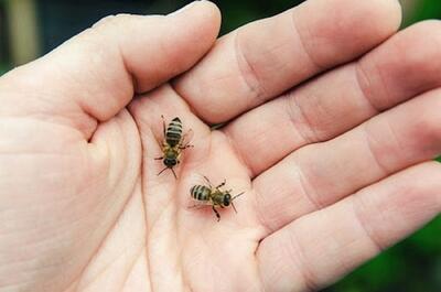 آیا نیش زنبور عسل برای انسان خطرناک است؟