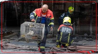 صدها حیوان خانگی در قفس در آتش سوزی در بازار معروف چاتوچاک تایلند کشته شدند
