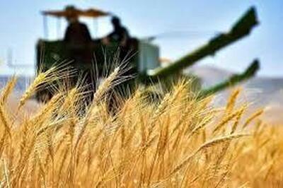 خرید گندم کشور از مرز ۴ میلیون تن گذشت