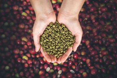 برای واردات دانه سبز قهوه با کمبود ارز مواجه هستیم