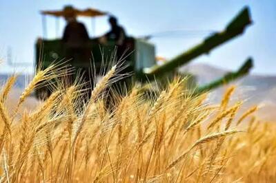 خبر مهم برای گندمکاران؛ قیمت جدید گندم اعلام شد