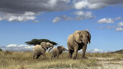 نتیجه پژوهش تازه در کنیا: فیل‌ها همدیگر را به اسم صدا می‌زنند