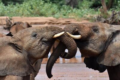 کشف شگفت‌انگیز دربارۀ فیل‌ها؛ آن‌ها «اسم» دارند