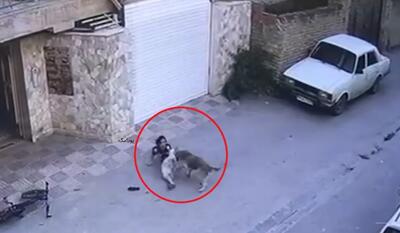 دختر بچه نکایی پس از حمله دلخراش سگ ولگرد جان باخت + ویدئو