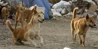 جمع‌آوری بیش از هفت هزار سگ بدون صاحب در دزفول