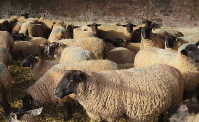 قیمت گوسفند برای عید قربان 1403 اعلام شد