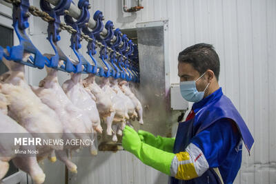 توزیع روزانه ۳۰۰ تن مرغ کشتار روز در بازار خوزستان